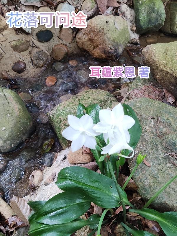 花落知观途