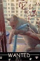 猫吃海苔会怎么样